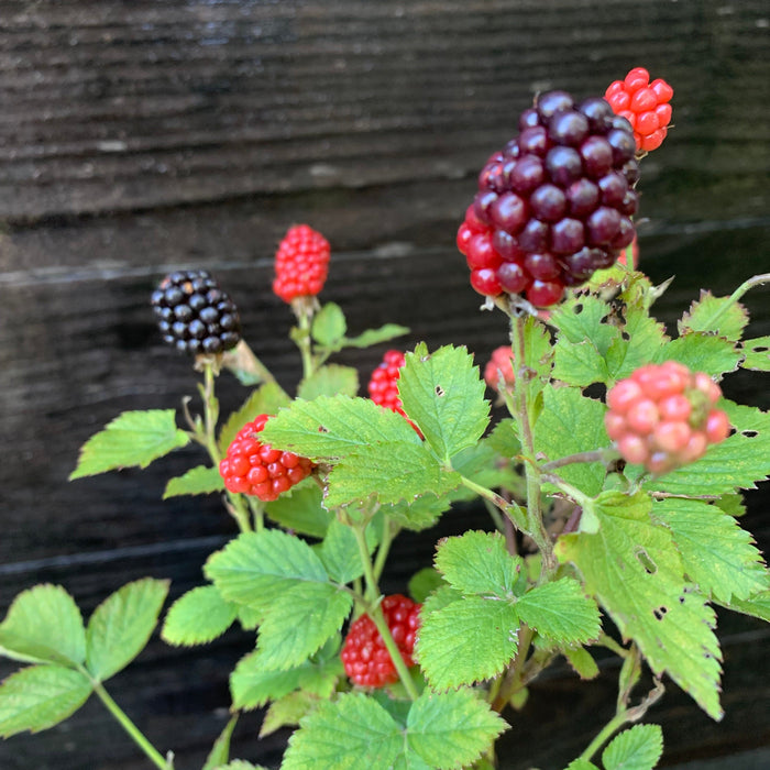 Blackberry, Bushel and Berry® Baby Cakes® Thornless Blackberry