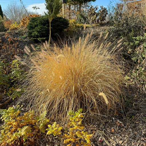 Grass, Cayenne™ Fountain Grass