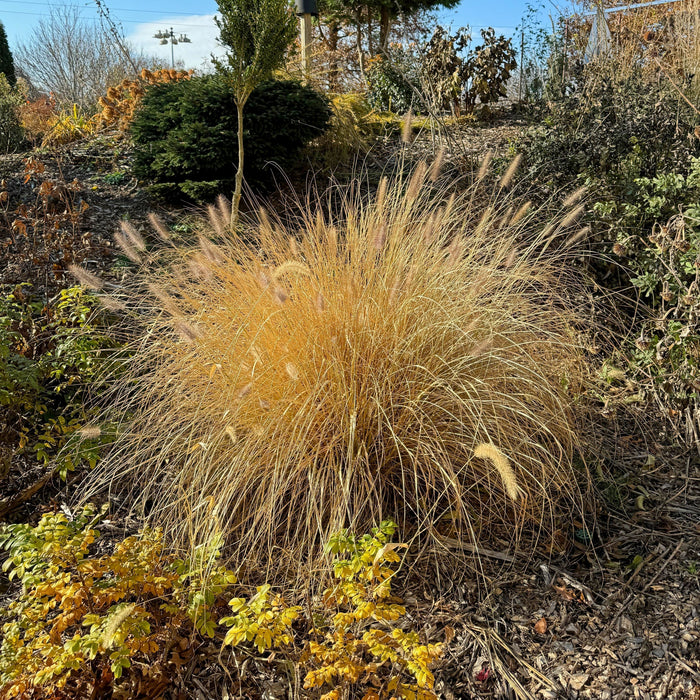 Grass, Cayenne™ Fountain Grass