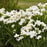 Iris, Swans In Flight Siberian Iris