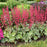 Coral Bells, Dolce® Spearmint Heuchera