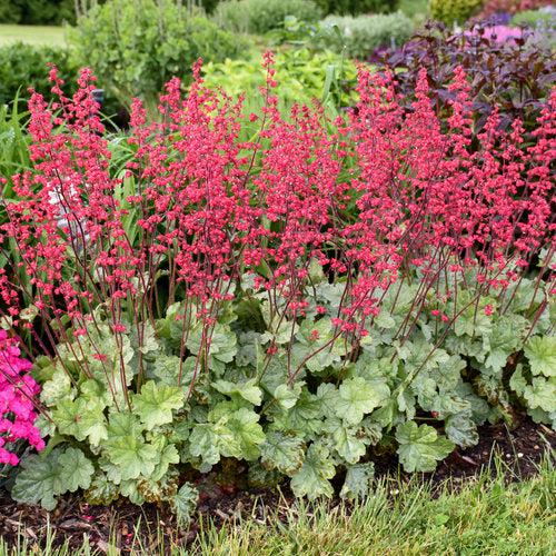 Coral Bells, Dolce® Spearmint Heuchera