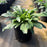 Shasta Daisy, Snowcap Shasta Daisy