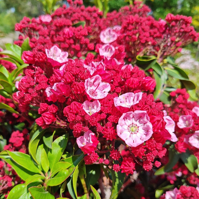 Mountain Laurel, Firecracker Mountain Laurel — Mackey's