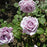ROSA `BLUE GIRL` 3G