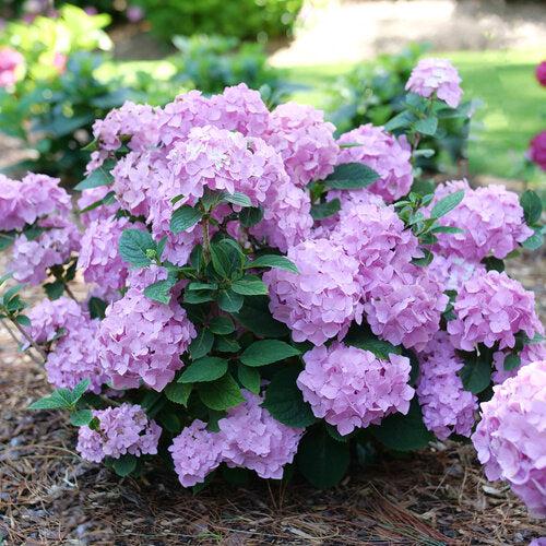Hydrangea, Let's Dance® Sky View® Macrophylla Hydrangea