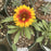 Blanket Flower, Spintop™ Red Starburst Blanket Flower