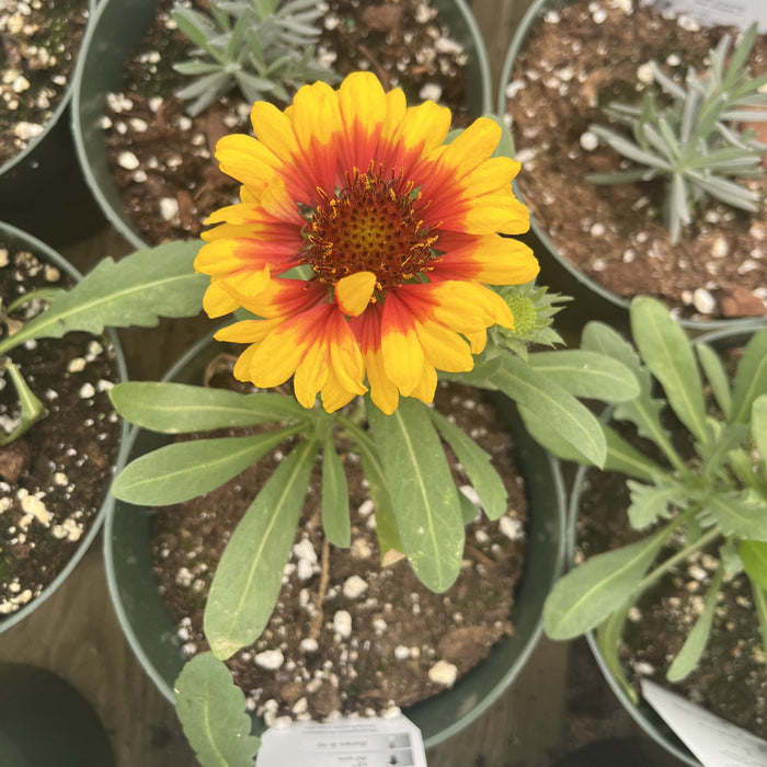 Blanket Flower, Spintop™ Red Starburst Blanket Flower