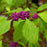 Beautyberry, American Beautyberry