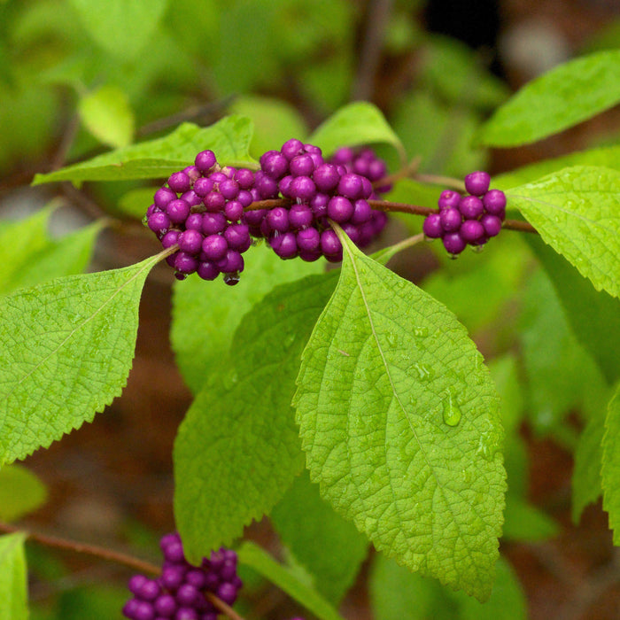 Beautyberry, American Beautyberry