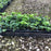 Spurge, Japanese Spurge