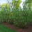 Dogwood, Arctic Fire® Red Twig Dogwood