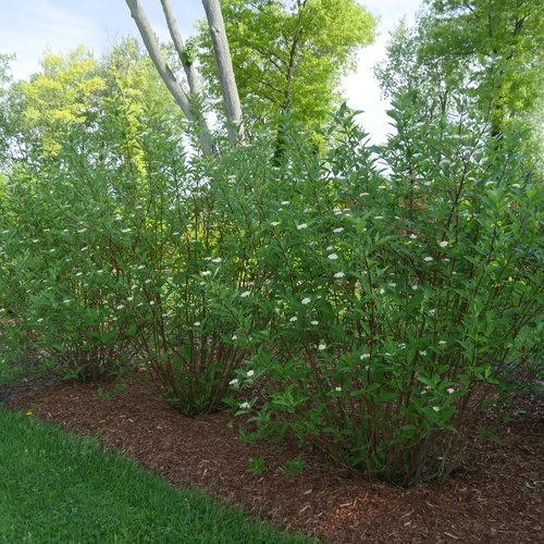 Dogwood, Arctic Fire® Red Twig Dogwood