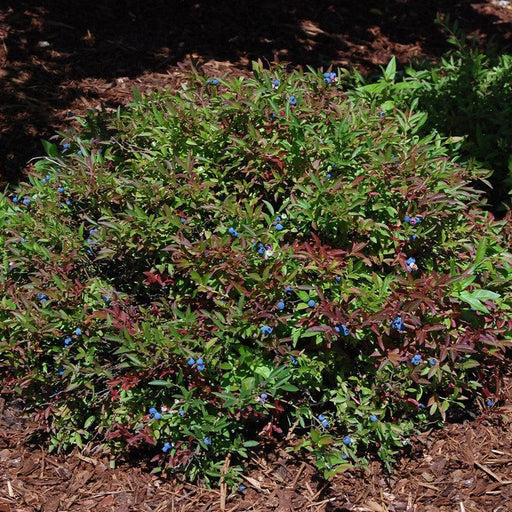 Blueberry, Burgundy Lowbush Blueberry