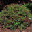 Blueberry, Burgundy Lowbush Blueberry