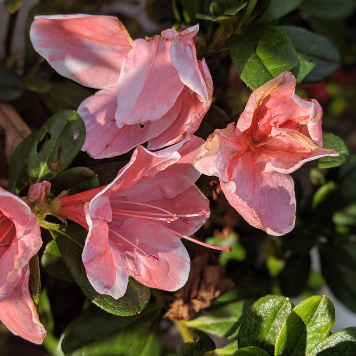 Azalea, Encore Autumn Sunburst Reblooming Azalea