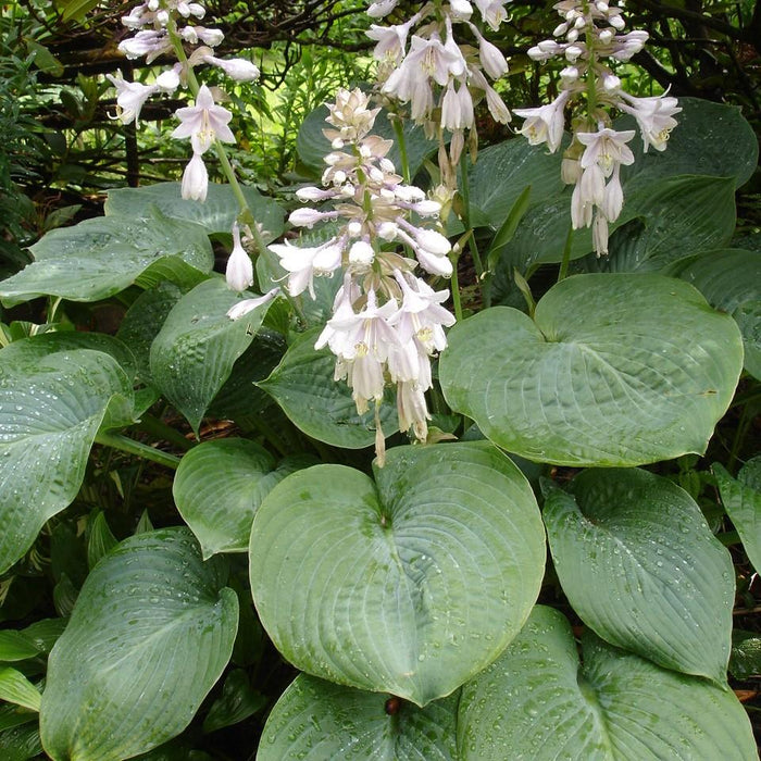 Hosta, Elegans Hosta