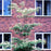 Dogwood, Pagoda Dogwood