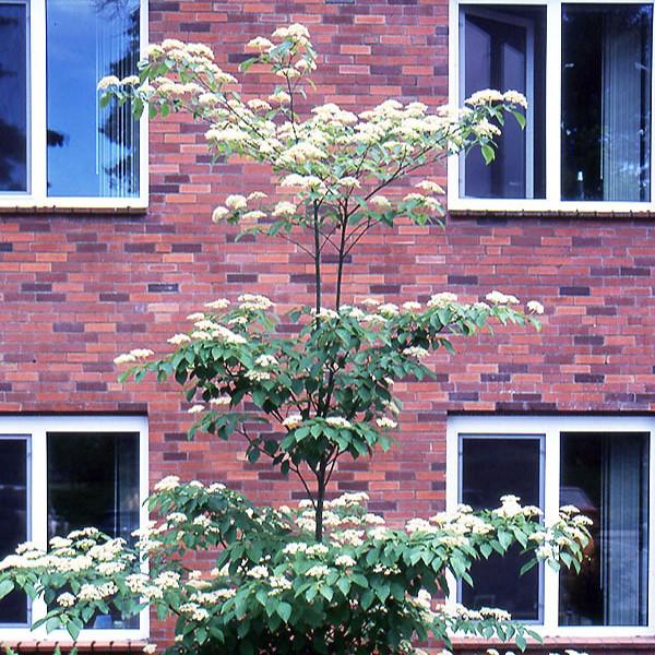 Dogwood, Pagoda Dogwood