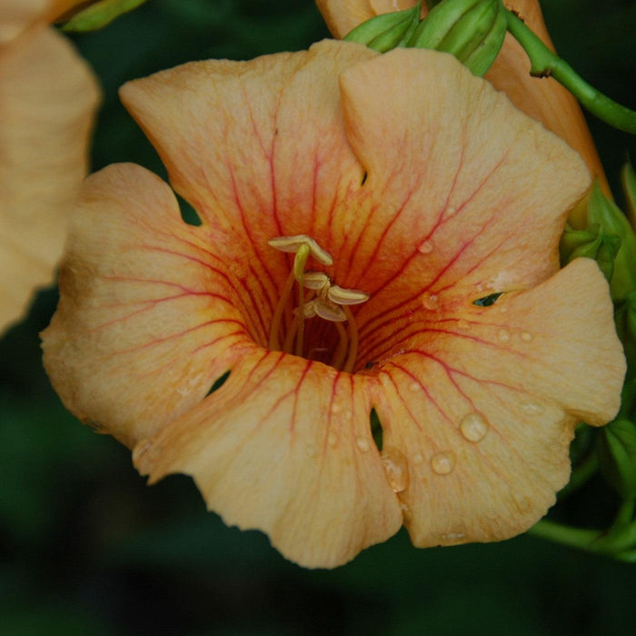 Trumpet Vine, Yellow Summer Jazz Sunrise Gold Trumpet Vine
