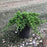 Juniper, Japanese Garden Juniper