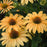 Coneflower, Color Coded® One in a Melon Echinacea
