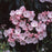 Mountain Laurel, Good Show Mountain Laurel