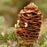 Fir, Balsam Fir