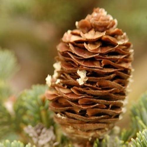 Fir, Balsam Fir