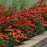 Coneflower, Artisan™ Red Ombre Coneflower