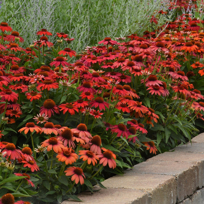 Coneflower, Artisan™ Red Ombre Coneflower