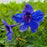 Delphinium, Blue Butterfly Delphinium