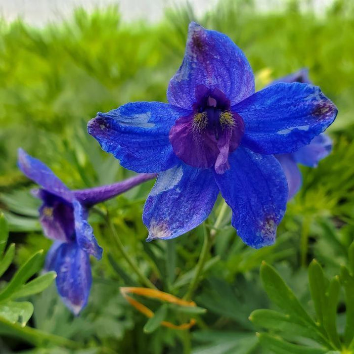 Delphinium, Blue Butterfly Delphinium