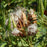 Milkweed, Ice Ballet Swamp Milkweed