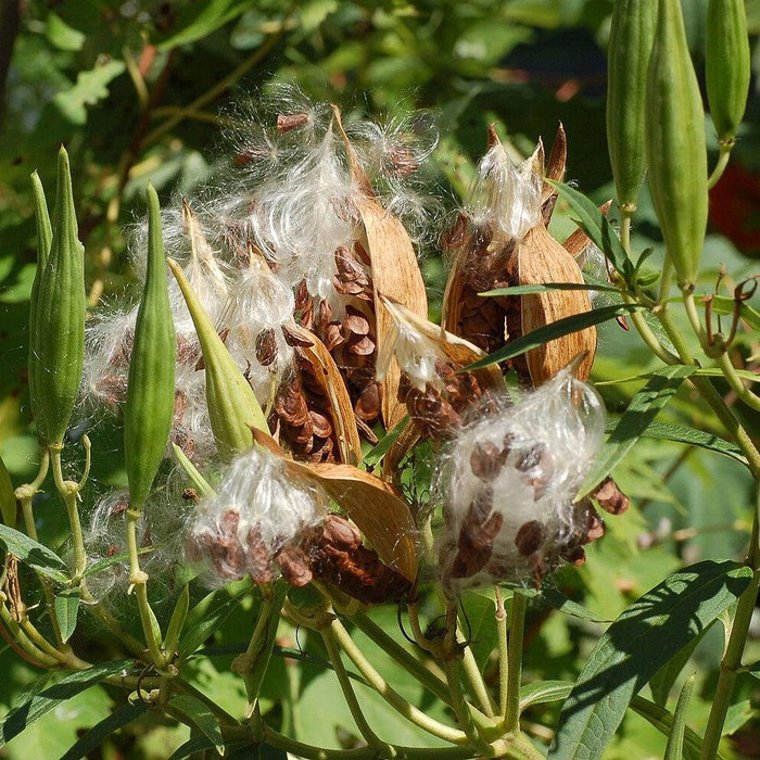 Milkweed, Ice Ballet Swamp Milkweed