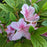 Azalea, Encore Autumn Twist Azalea