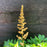 Astilbe, Visions Chinese Astilbe, False Goat's Beard
