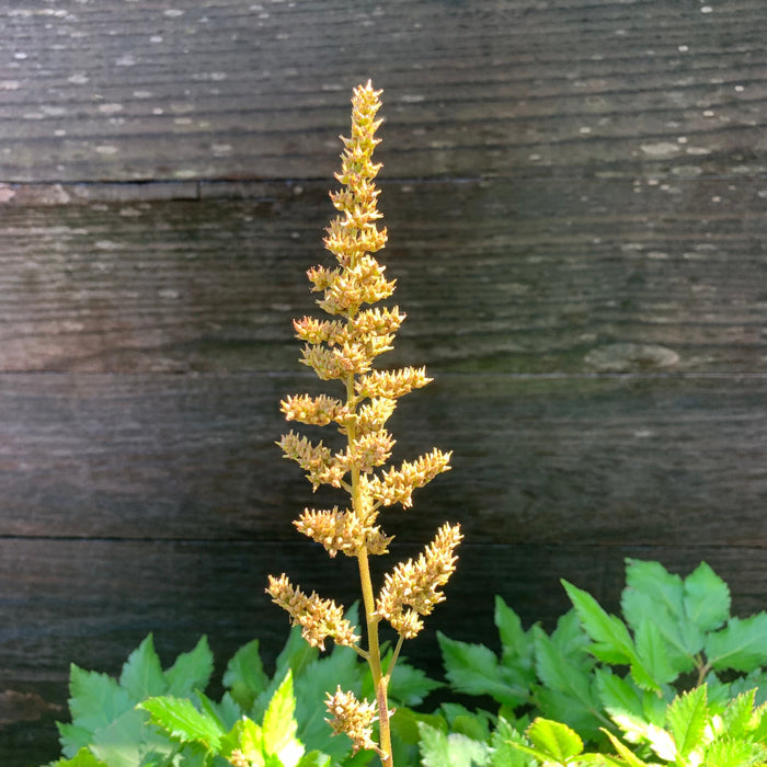 Astilbe, Visions Chinese Astilbe, False Goat's Beard