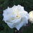 Rosa 'Ausquirk'  - Susan Williams-Ellis® Rose