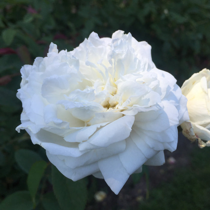 Rosa 'Ausquirk'  - Susan Williams-Ellis® Rose