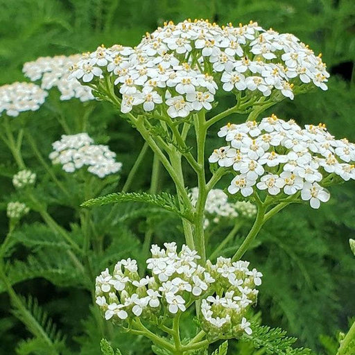 Yarrow, Common Yarrow