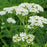 Yarrow, Common Yarrow