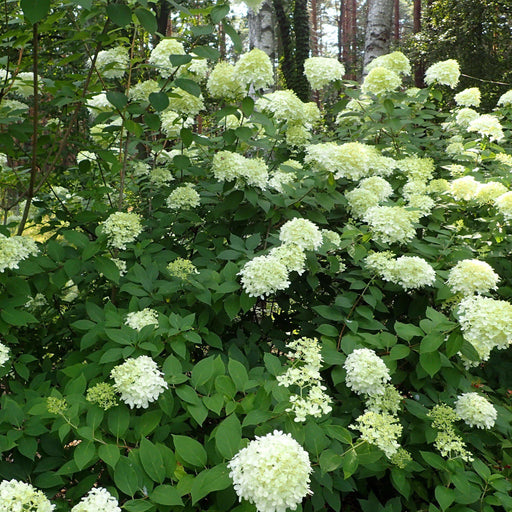 Hydrangea, Proven Winners® Limelight® Paniculata Hydrangea