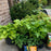 Hosta, Guacamole Hosta
