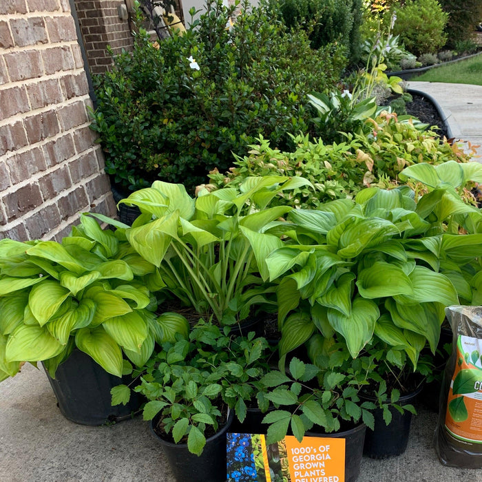 Hosta, Guacamole Hosta