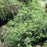 Serviceberry, Regent Serviceberry