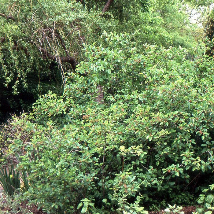 Serviceberry, Regent Serviceberry