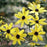 Tickseed, Gold Standard Tall Tickseed