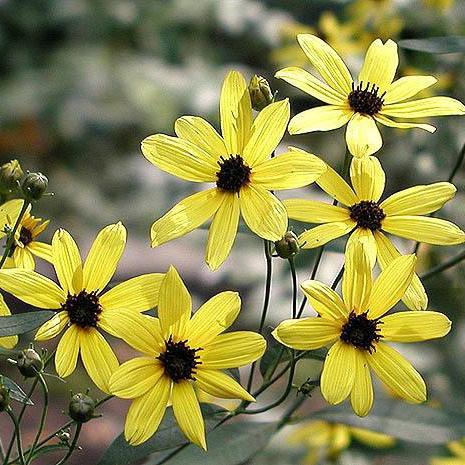 Tickseed, Gold Standard Tall Tickseed