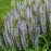 Salvia, Perfect Profusion Meadow Sage